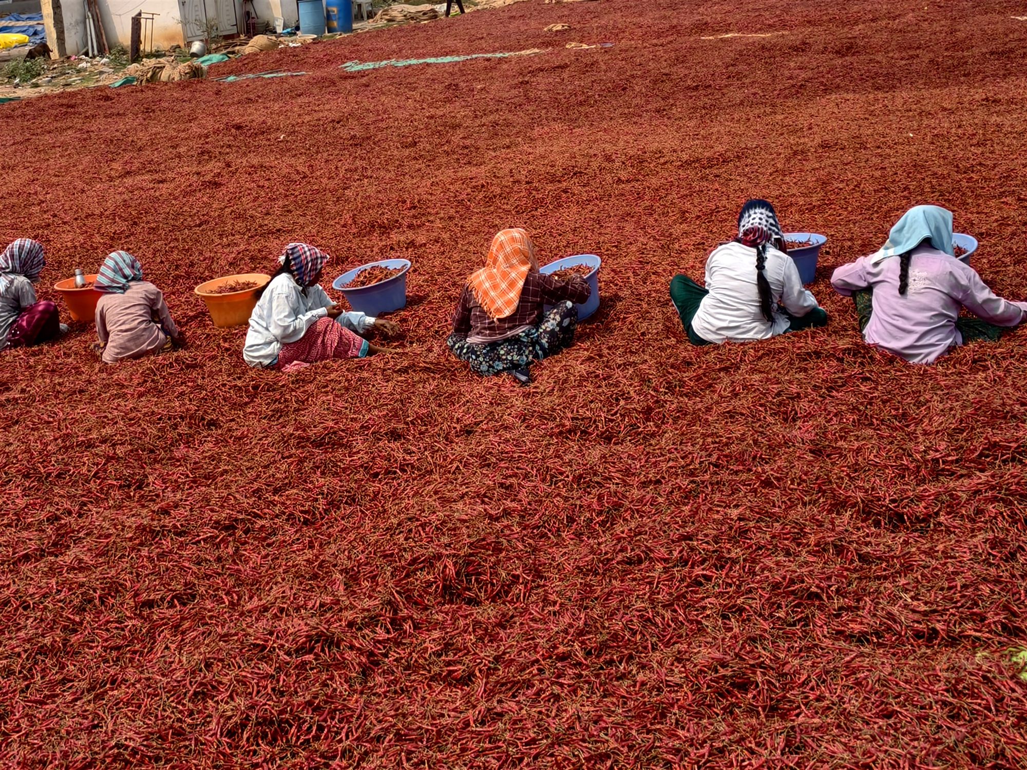 Teja sanam chilli cleaning in Guntur